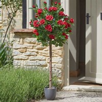Smart Garden Ruby Red 120cm Artificial Potted Rose (5607590)