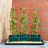 Smart Garden Tomato Gro-Box Triple Pack (6512007)