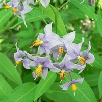 Solanum crispum Glasnevin in a 3L Deep Pot Climber Plant