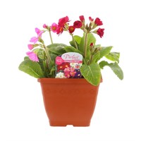 Polyanthus 19cm Sonja Pot Bedding 