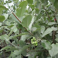 Sorbus 'Aria Lutescens' Tree