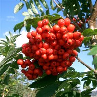 Sorbus 'Aucuparia' Tree