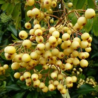 Sorbus 'Joseph Rock' Tree