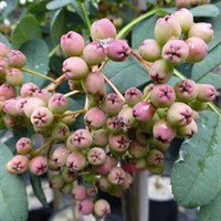 Sorbus 'Pink Pagoda' Tree