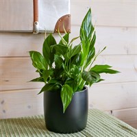 Spathiphyllum Bellini Houseplant - 12cm Pot