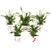 Spathiphyllum in Heart Design Ceramic 7cm Pot