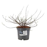 Spiraea 'Snowmound' - 4L Pot