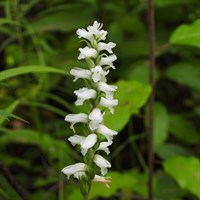 Spiranthes Odorata Chadds Ford Perennial Plant 2L Pot - Set of 3
