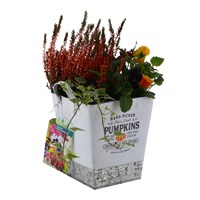 Square Autumn Hand Picked Pumpkins Decorative Tin Seasonal Bedding Planter