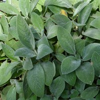 Stachys Byz Big Ears Perennial Plant 9cm Pot - Set of 3