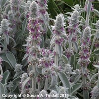 Stachys Byzantina (Lanata) Perennial Plant 2L Pot - Set of 3