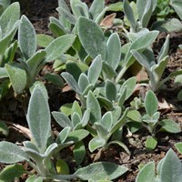 Stachys Byzantina Silver Carpet Perennial Plant 9cm Pot - Set of 3