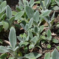 Stachys Byzantina Silver Carpet Perennial Plant 2L Pot - Set of 3