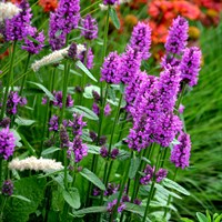 Stachys Hummelo Perennial Plant 9cm Pot - Set of 3