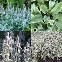 Stachys Perennial Set - Mixed Colours - 3 x 2L Pots