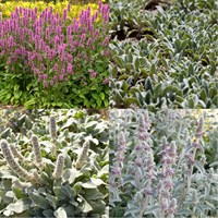 Stachys Perennial Set - Mixed Colours - 5 x 9cm Pots