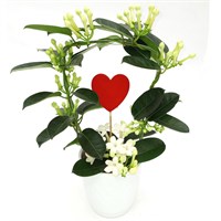 Stephanotis in White Ceramic 12cm Pot with Heart