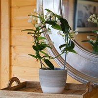 Stephanotis Houseplant - 12cm Pot