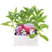 Stocks Dwarf Ten Week Mixed 12 Pack Boxed Bedding