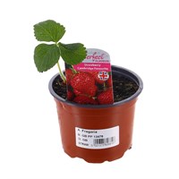 Strawberries Cambridge Favourite 10.5cm Pot Fruit