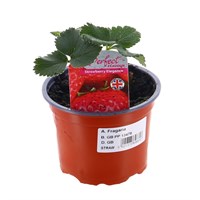 Strawberries Elegance 10.5cm Pot Fruit