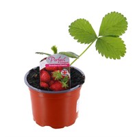Strawberries Elsanta 10.5cm Pot Fruit