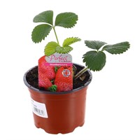 Strawberries Lucy 10.5cm Pot Fruit