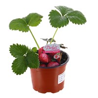Strawberries Pegasus 10.5cm Pot Fruit