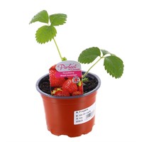 Strawberries Royal Soveriegn 10.5cm Pot Fruit