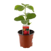 Strawberry Red Gauntlet 10.5cm Pot Vegetables