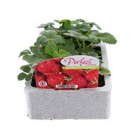 Strawberries Temptation 6 Pack Boxed Fruit