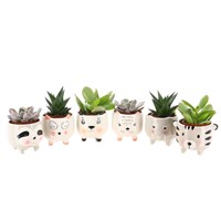 Succulent in Animal Planter - 3 x 7cm Pots