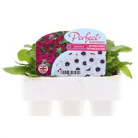 Surfinia Petunia Purple & Blue Vein Mini 6 Perfect Partners Boxed Bedding