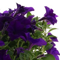 Surfinia Petunia Selection Super 6 Pack Boxed Bedding