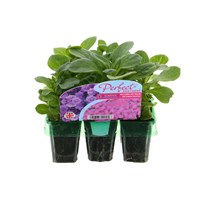 Surfinia Petunia Sky Blue & Pastel Pink Mini 6 Perfect Partners Boxed Bedding