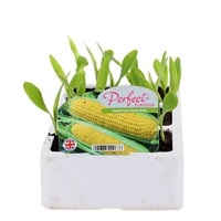 Sweet Corn Earlybird 6 Pack Boxed Bedding Vegetable