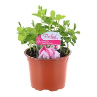 Sweet Peas Cupid (Pink Bicolour) 10.5cm Pot Bedding