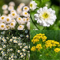 Tanacetum Perennial Set - Mixed Colours - 5 x 9cm Pots