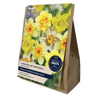 Taylors Bulbs 4 Months Of Daffodil Collection - Pack of 20 (AV618)
