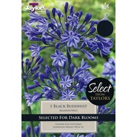 Taylors Bulbs Agapanthus Black Buddhist (Single Pack) (SSE160)