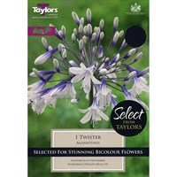 Taylors Bulbs Agapanthus Twister (Single Pack) (SSE164)