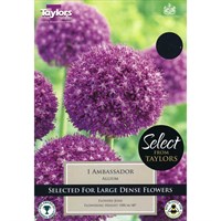 Taylors Bulbs Allium Ambassador - Pack of 1 (MT50)