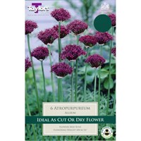 Taylors Bulbs Allium Atropurpureum - Pack of 7 (TP698)