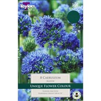 Taylors Bulbs Allium Caeruleum - Pack of 10 (TP693)