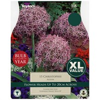 Taylors Bulbs Allium Christophii - Pack of 18 - XL Value Range (XL691)