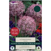 Taylors Bulbs Allium Christophii - Pack of 6 (TP691)