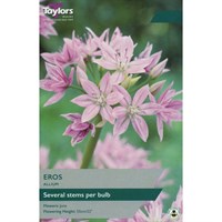 Taylors Bulbs Allium Eros - Pack of 8 (TP707)
