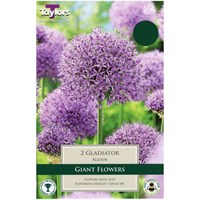 Taylors Bulbs Allium Gladiator - Single (TP956)