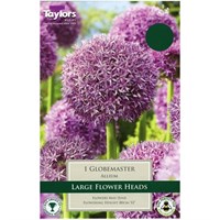Taylors Bulbs Allium Globemaster - Single (TP688)