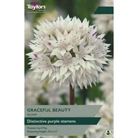Taylors Bulbs Allium Graceful Beauty - Pack of 7 (TP0083)